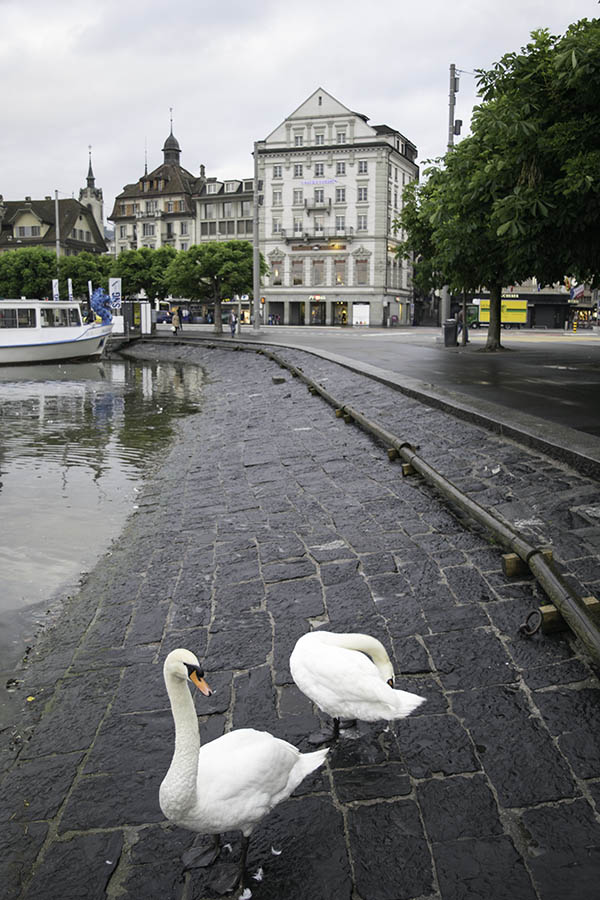 The Swan Hotel, Lucerne; early morning Photograph by David Hll, 28 May 2014, 06.13.  The Swan was built in 1835, and survives pretty much as it was when Turner stayed there in the 1840s. From its lake-front windows he could watch the light change on Mont Rigi and the Hofkirche. The hotel itself has closed, but the first floor restaurant maintains the traditions of the house.